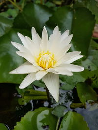 Close-up of white water lily blooming outdoors