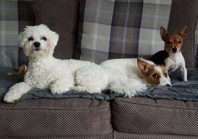 Portrait of dog sitting on sofa