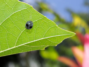 Close-up of insect on leaf