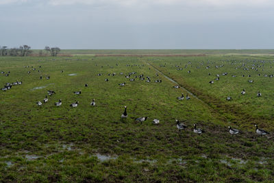 Flock of sheep grazing on field against sky