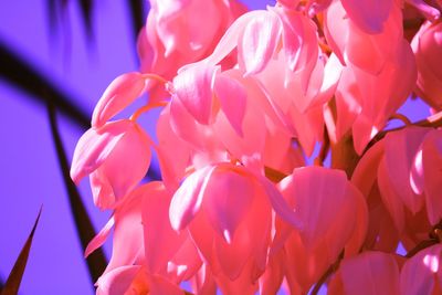 Close-up of pink flowering plants