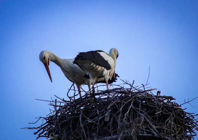 Low angle view of bird perching on nest against clear sky