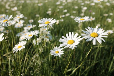 Close-up of white daisy flowers growing in field