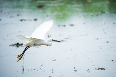 Seagulls flying over lake