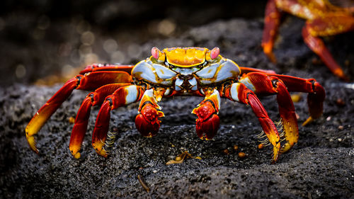 Close-up of orange butterfly on rock