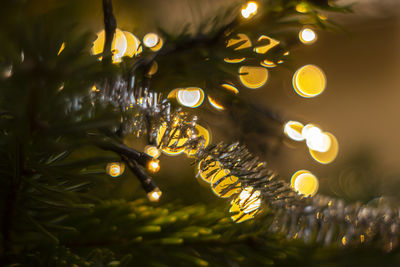 Close-up of illuminated christmas tree at night