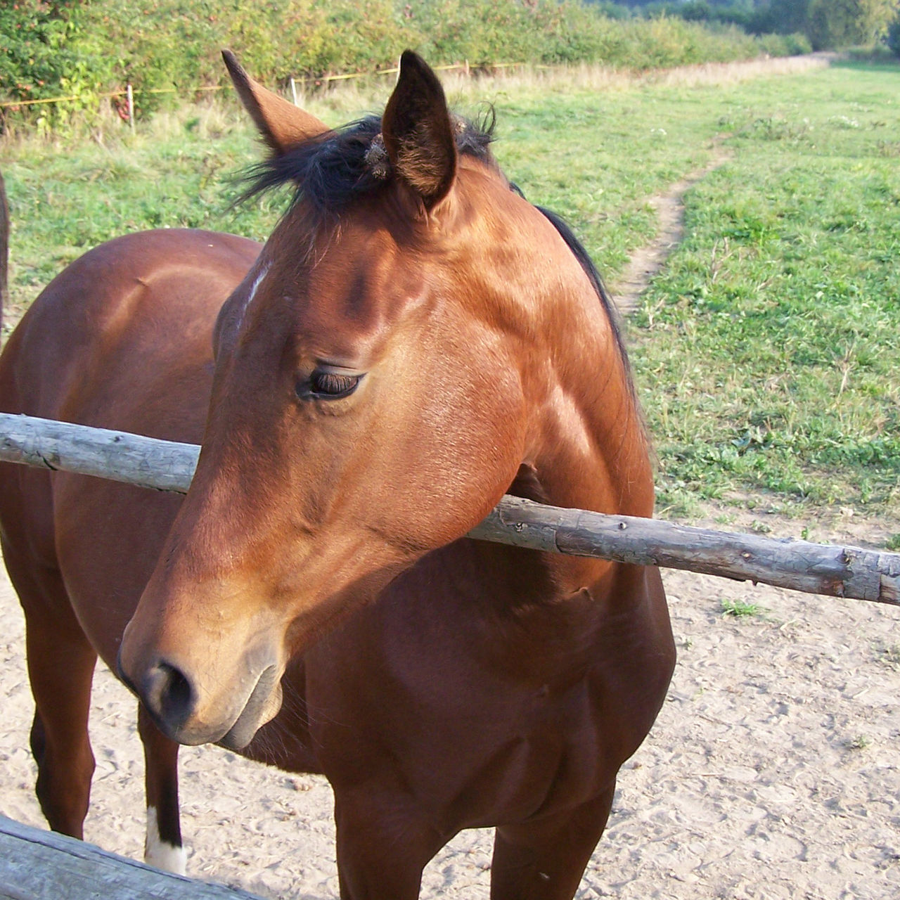 CLOSE-UP OF HORSE STANDING IN FIELD