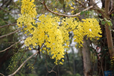 Close-up of yellow flowering plant