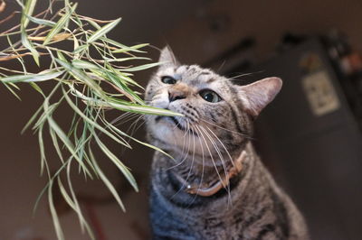 Close-up of a cat looking away at home