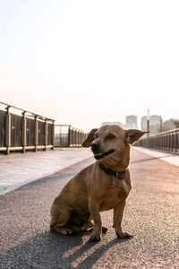 Small cute brown dog is sitting on empty street.