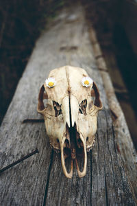 Close-up of animal skull and flowers on wood