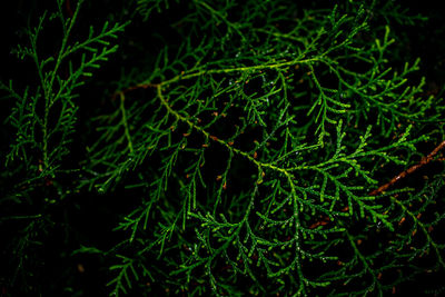 Close-up of plants