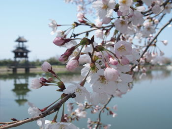 Apple blossoms in spring