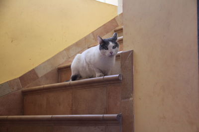 Portrait of cat sitting on wall