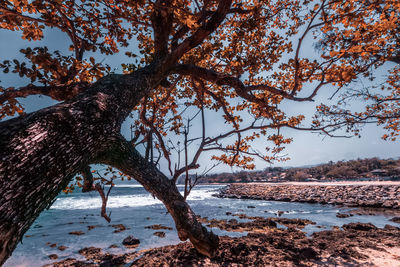 Tree by sea against sky