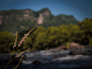 Close-up of plant on land against sky