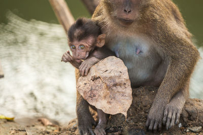 Close-up of young monkey chewing on dry leaf