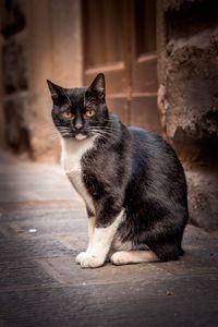 Portrait of cat sitting outdoors
