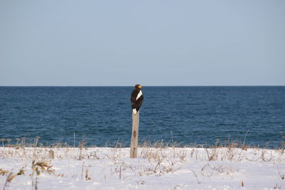 Steller's sea eagle staying a tree on beach against clear sky