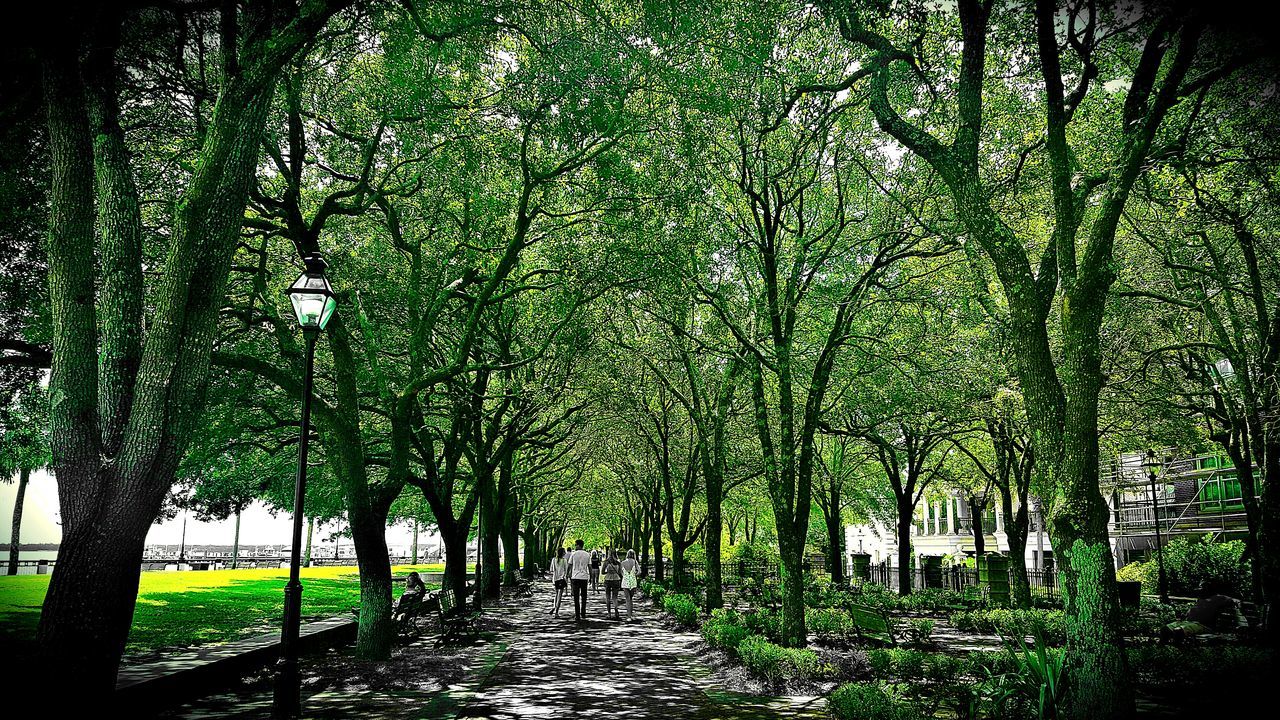 TREES IN PARK