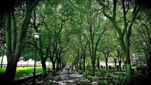 Trees along road