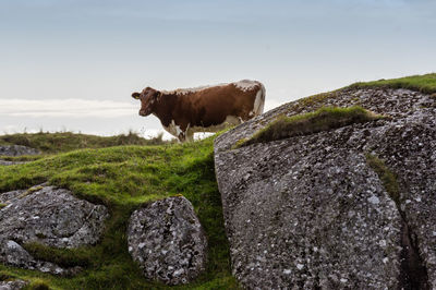 Cow standing on rock against sky