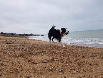 Dog on beach against sky