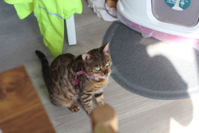 High angle view of cat standing on floor