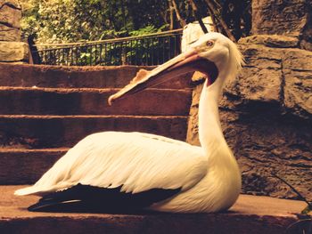 Side view of a bird