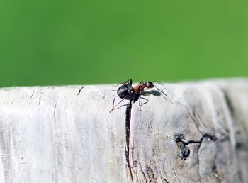 Close-up of ant on wall
