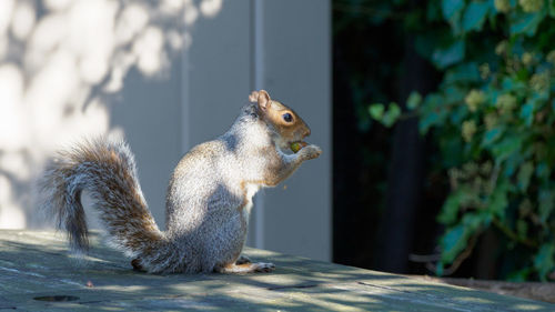 Close-up of squirrel