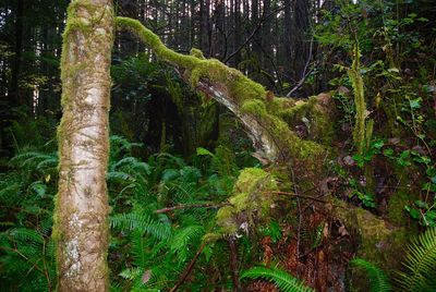 Trees in forest