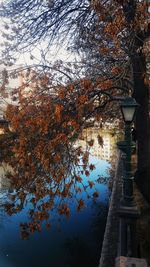 Tree by lake against sky during autumn