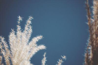 Low angle view of trees against blue sky