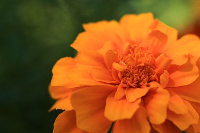 Close-up of orange flower