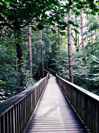Footbridge in forest