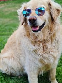 Portrait of dog wearing sunglasses on field