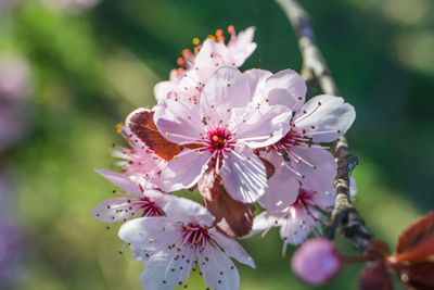 Close-up of pink cherry blossoms