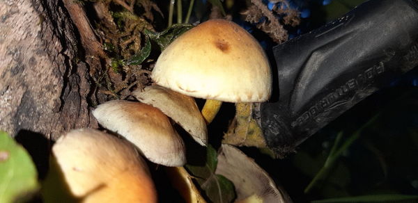 Close-up of mushrooms growing on tree trunk