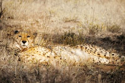 Portrait of cheetah sitting on grassy field in forest