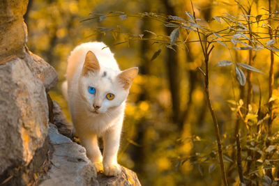 Portrait of a cat - odd eyes cat