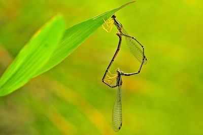 Extreme close-up of insects mating on leaf