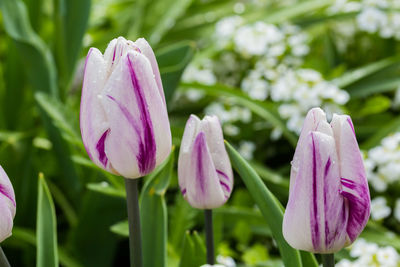 Close-up of pink flowers blooming outdoors