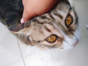 Close-up of hand holding cat