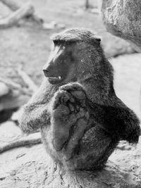 Close-up of monkey looking away