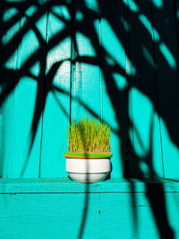 Close-up of potted plants against wall