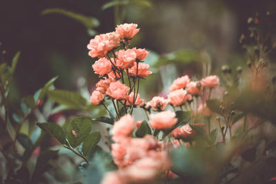 Close-up of pink flowers