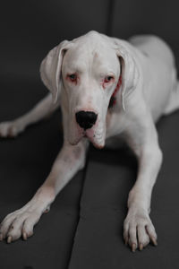 Portrait of dog relaxing on floor