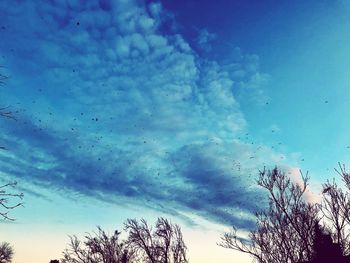 Low angle view of silhouette trees against blue sky
