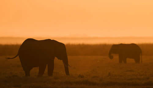 Elephants drinking water